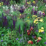 Beauty and the beets; make a truly mixed border