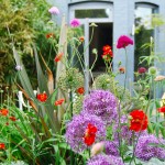 A riot of colour in a narrow family garden