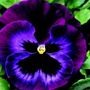 How I ditched taste and learned to love the pansy