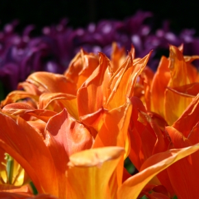 Jewels in the dirt: top tips for planting tulips