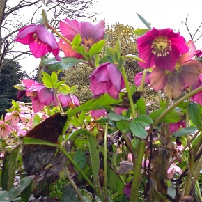 Hellebores to the fore